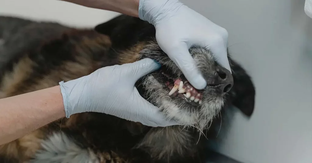 Zahnpflege für Hunde beim Tierarzt