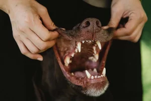 Untersuchung von Hundegebiss
