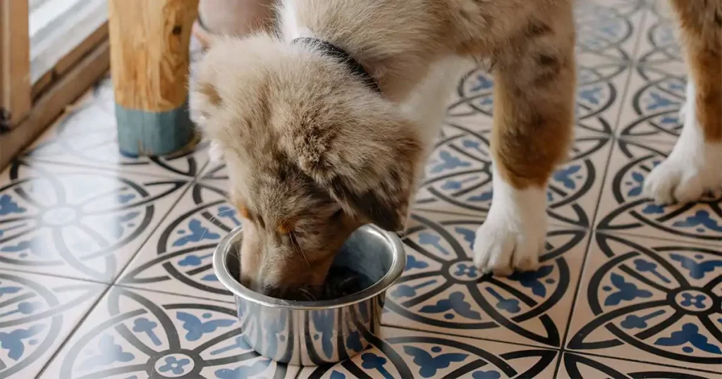 Grundlagen Hundeernährung
